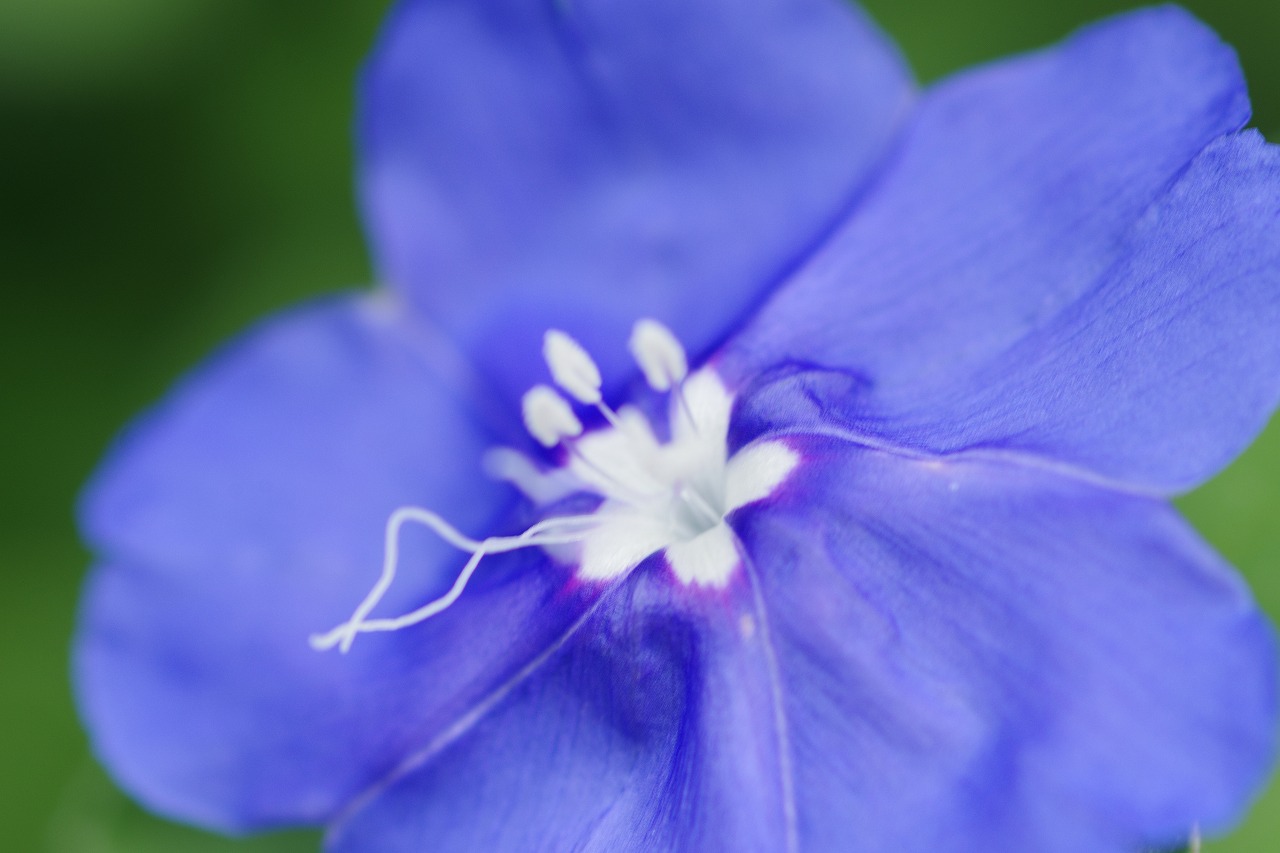 栃木県足利市のあしかがフラワーパークの花々