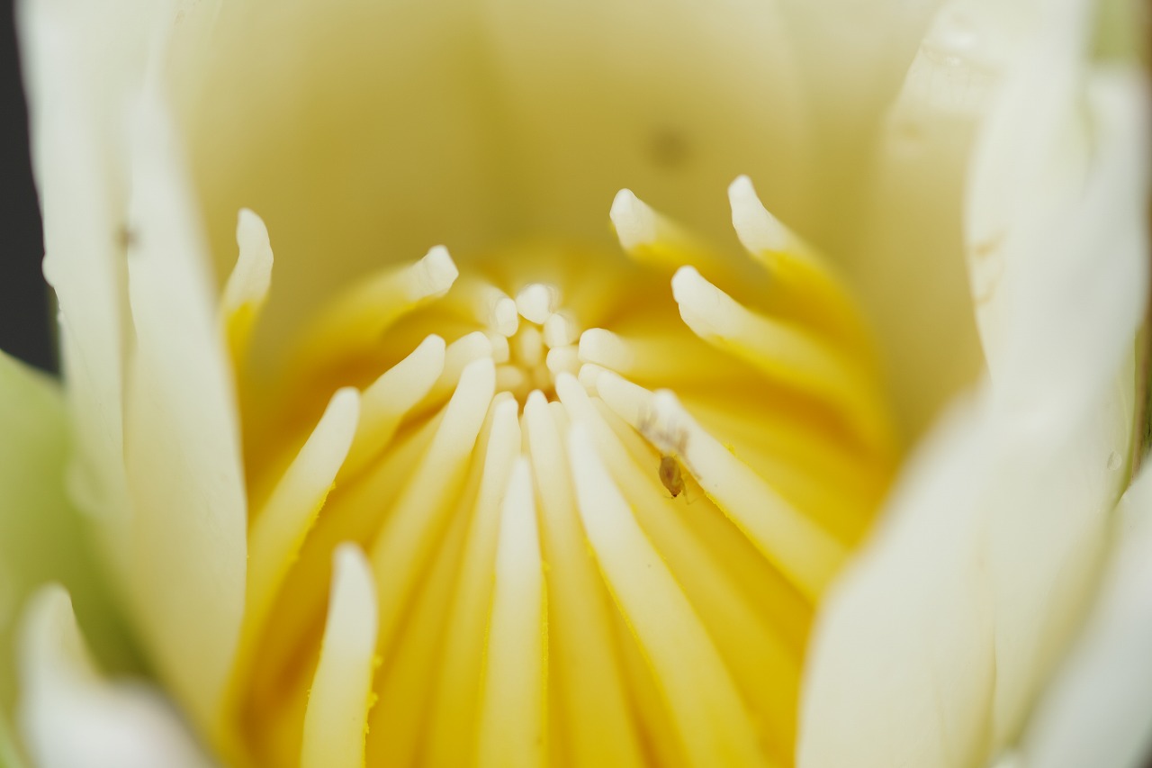 栃木県足利市のあしかがフラワーパークの花々