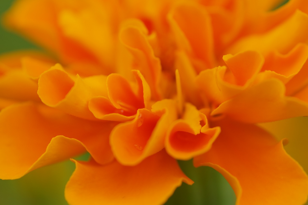 栃木県足利市のあしかがフラワーパークの花々