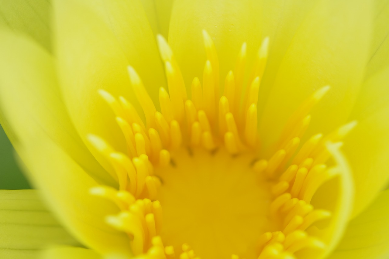 栃木県足利市のあしかがフラワーパークの花々