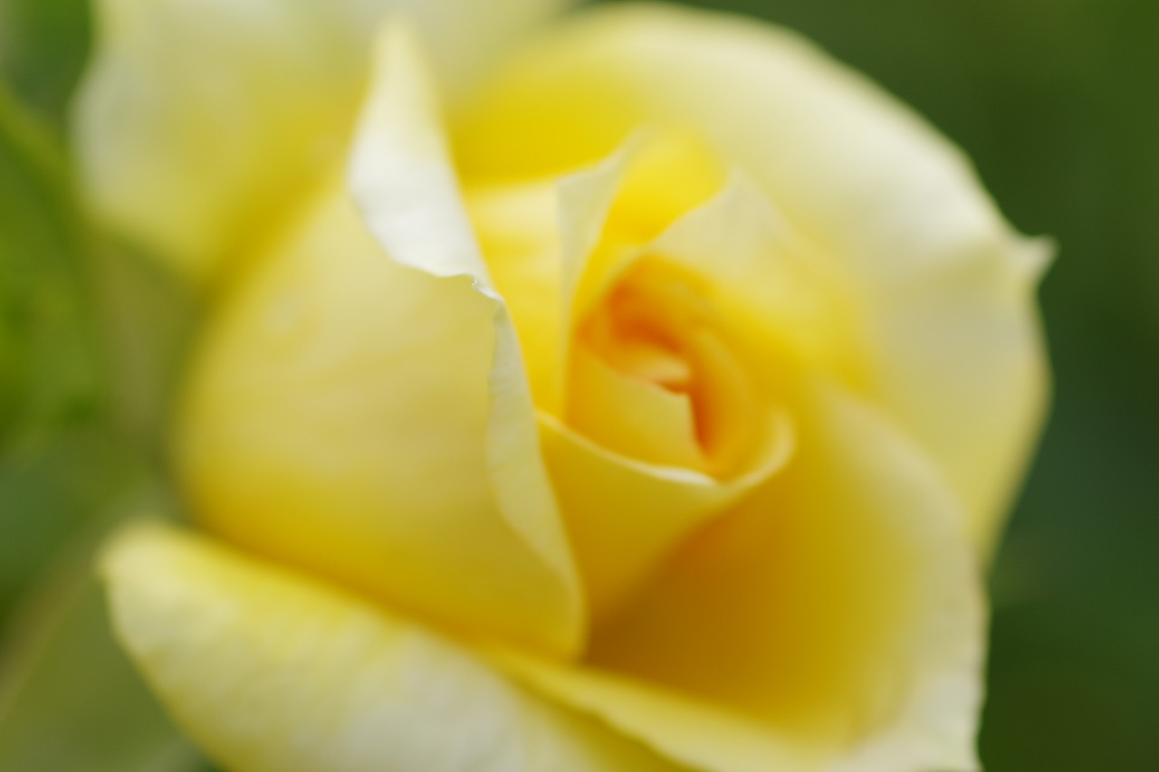 栃木県足利市のあしかがフラワーパークの花々
