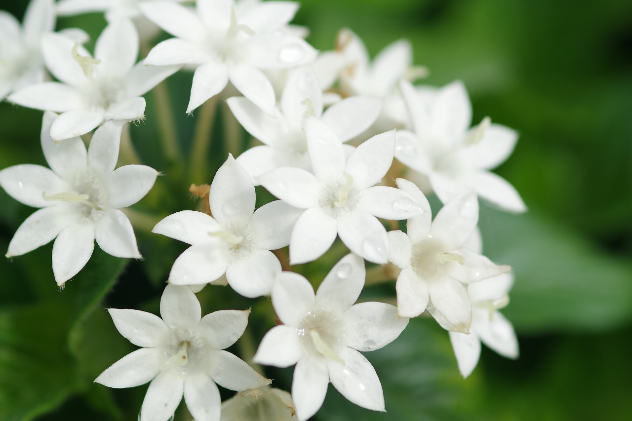 栃木県足利市のあしかがフラワーパークの花々