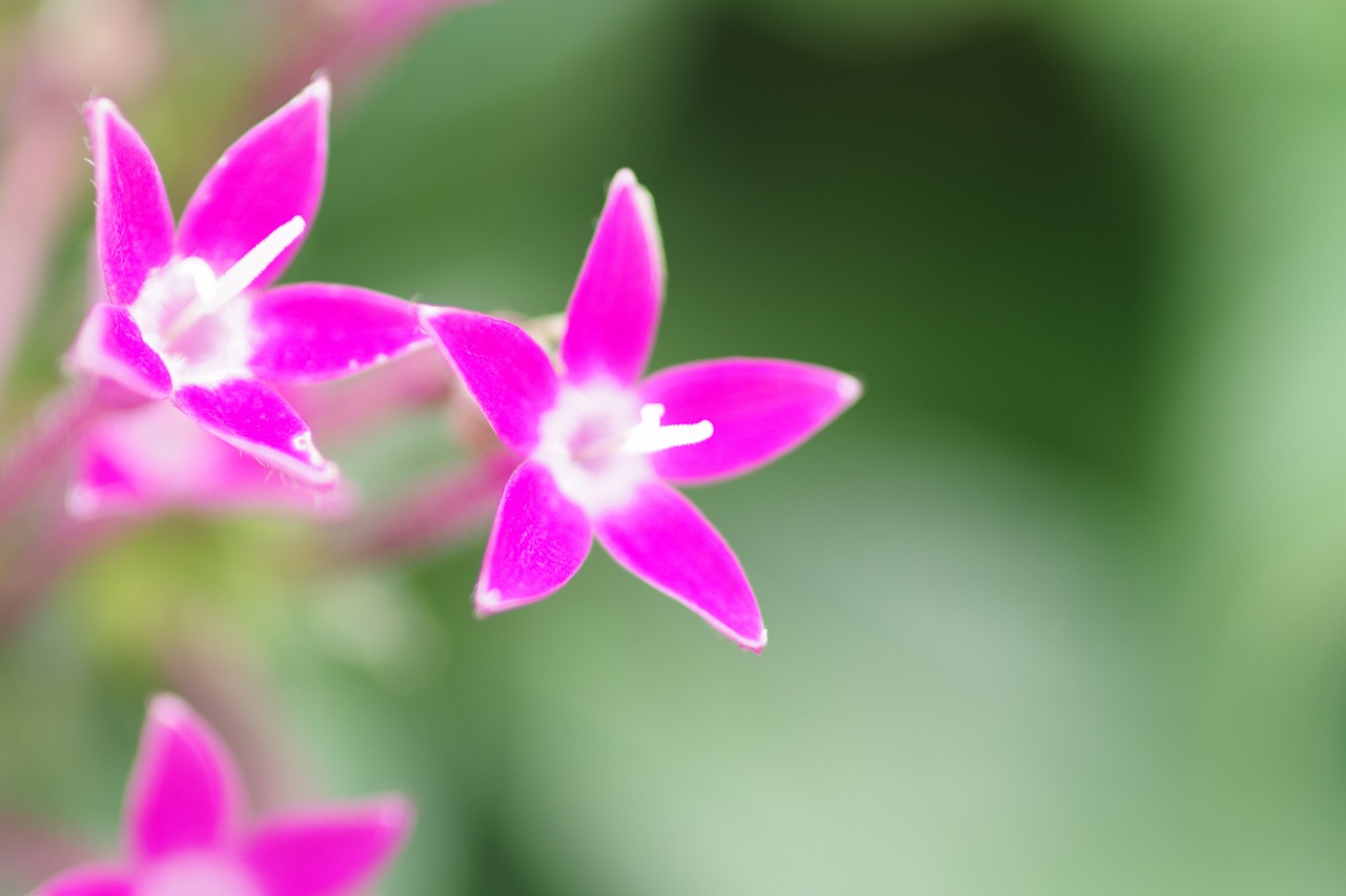 栃木県足利市のあしかがフラワーパークの花々