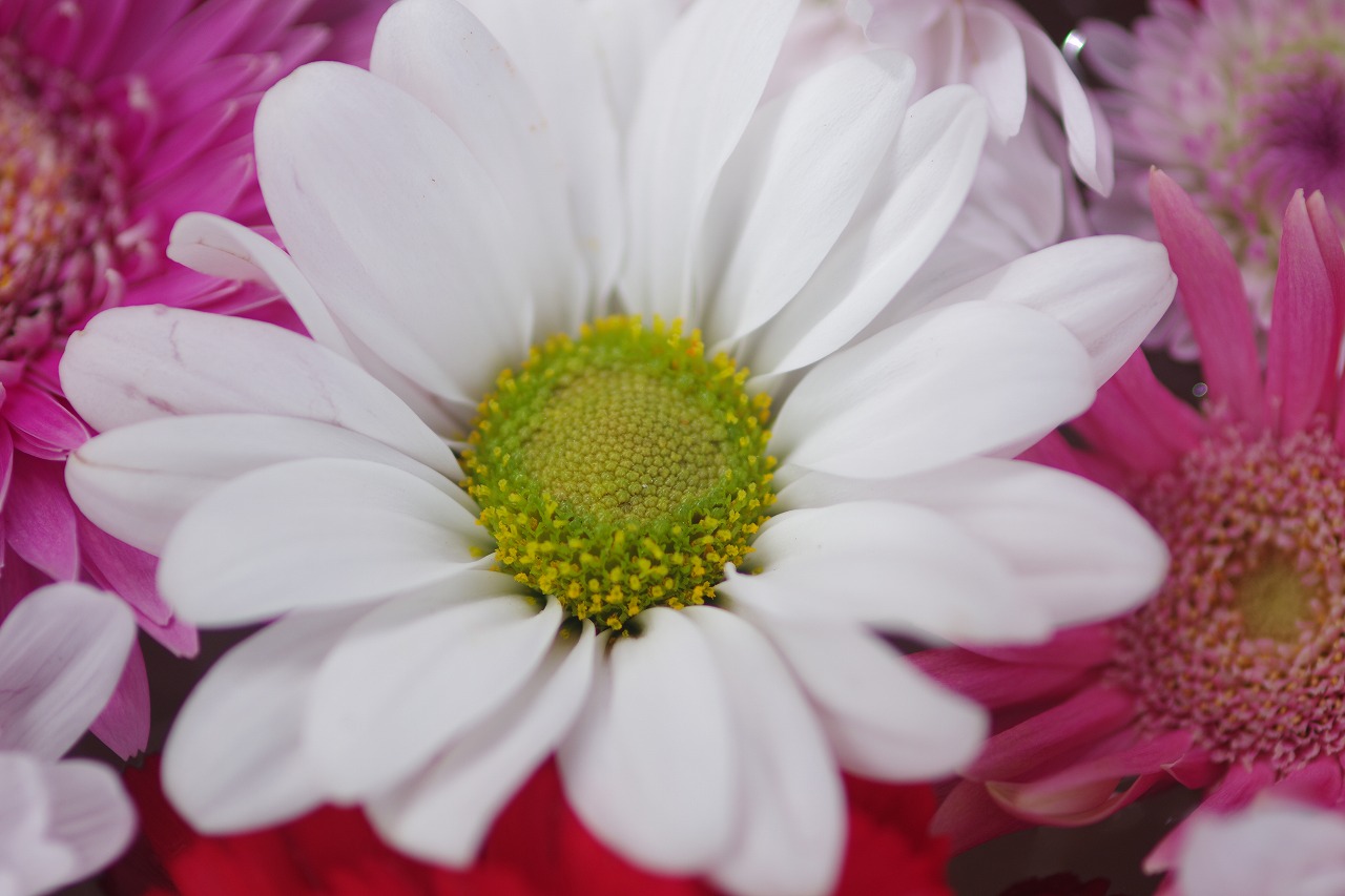 栃木県足利市のあしかがフラワーパークの花々