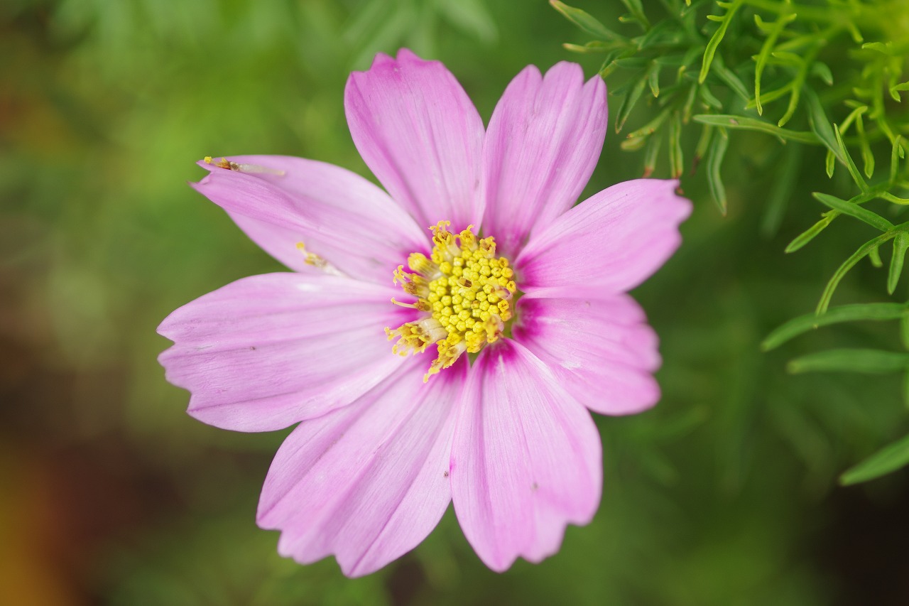 栃木県足利市のあしかがフラワーパークの花々