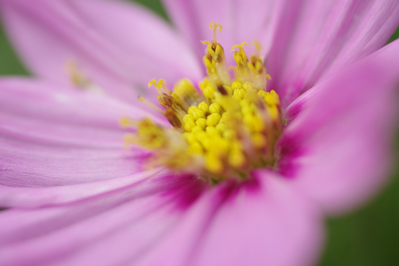栃木県足利市のあしかがフラワーパークの花々