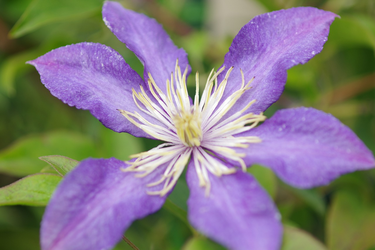 栃木県足利市のあしかがフラワーパークの花々