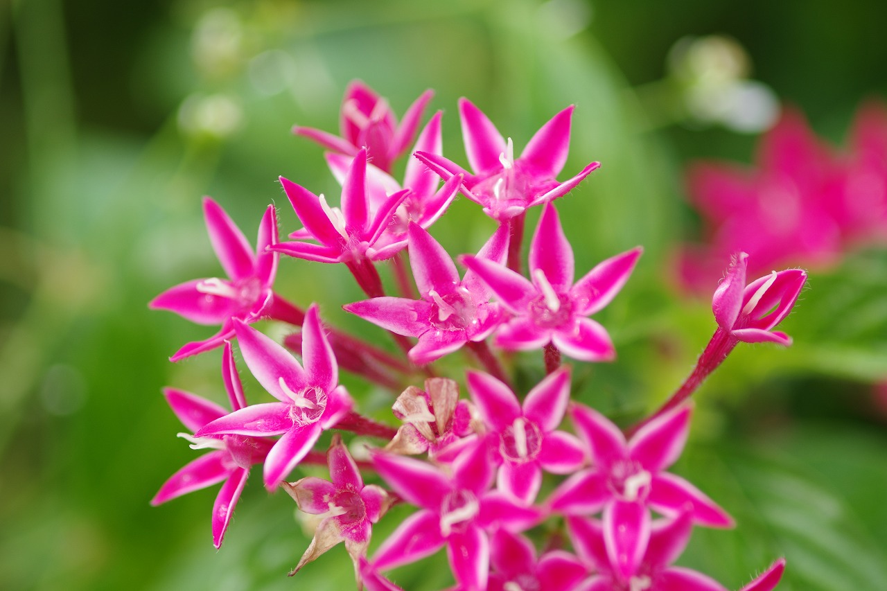 栃木県足利市のあしかがフラワーパークの花々
