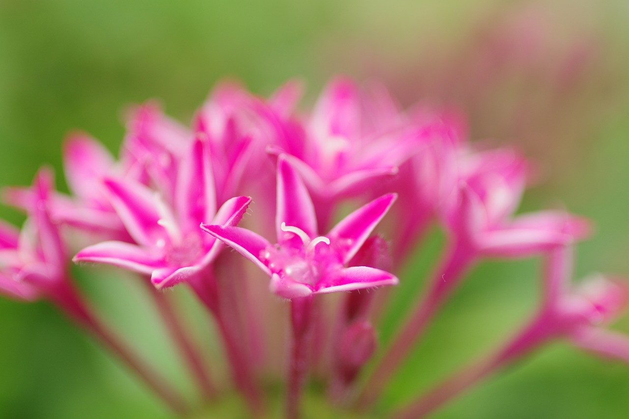 栃木県足利市のあしかがフラワーパークの花々