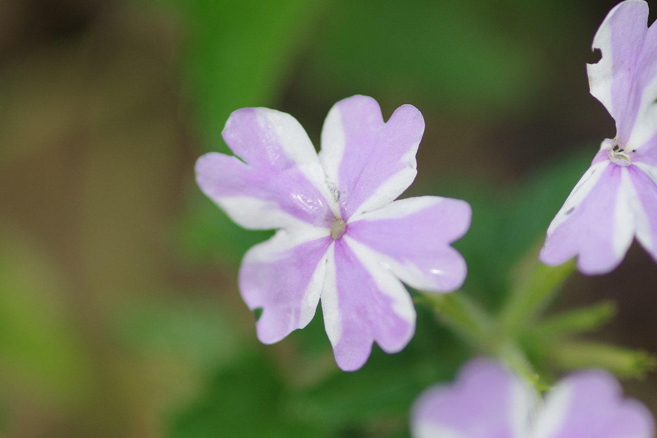 栃木県足利市のあしかがフラワーパークの花々
