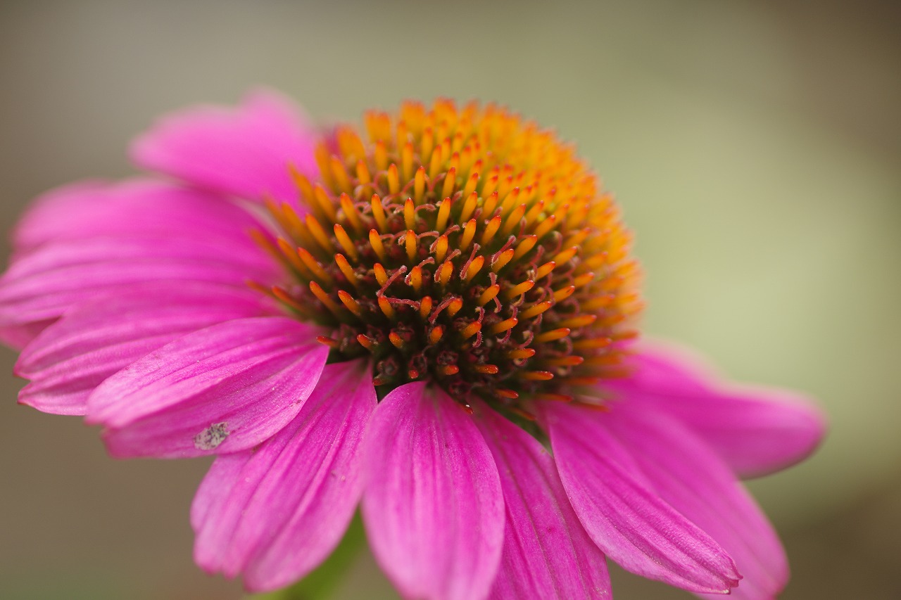 栃木県足利市のあしかがフラワーパークの花々