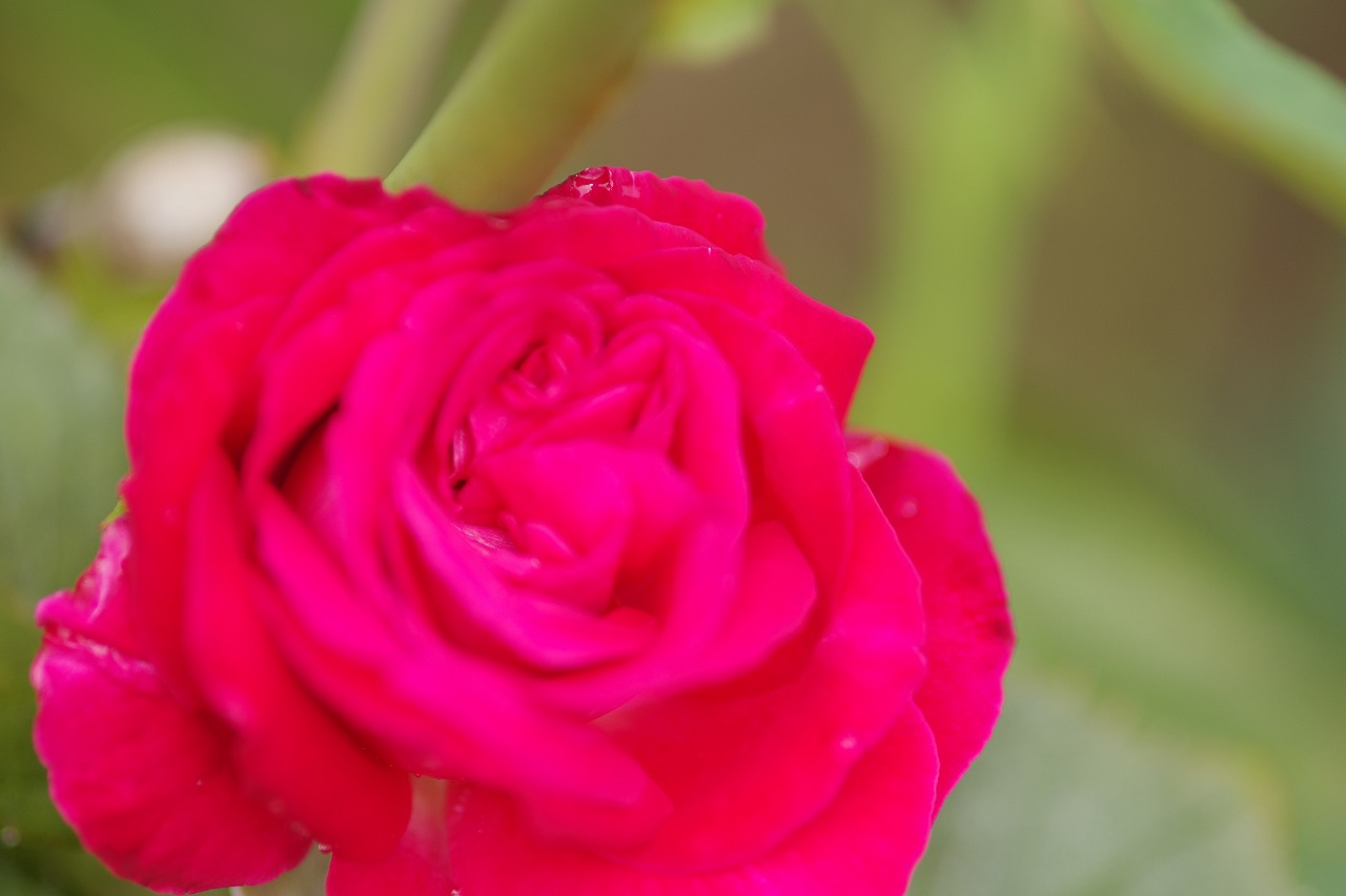 栃木県足利市のあしかがフラワーパークの花々