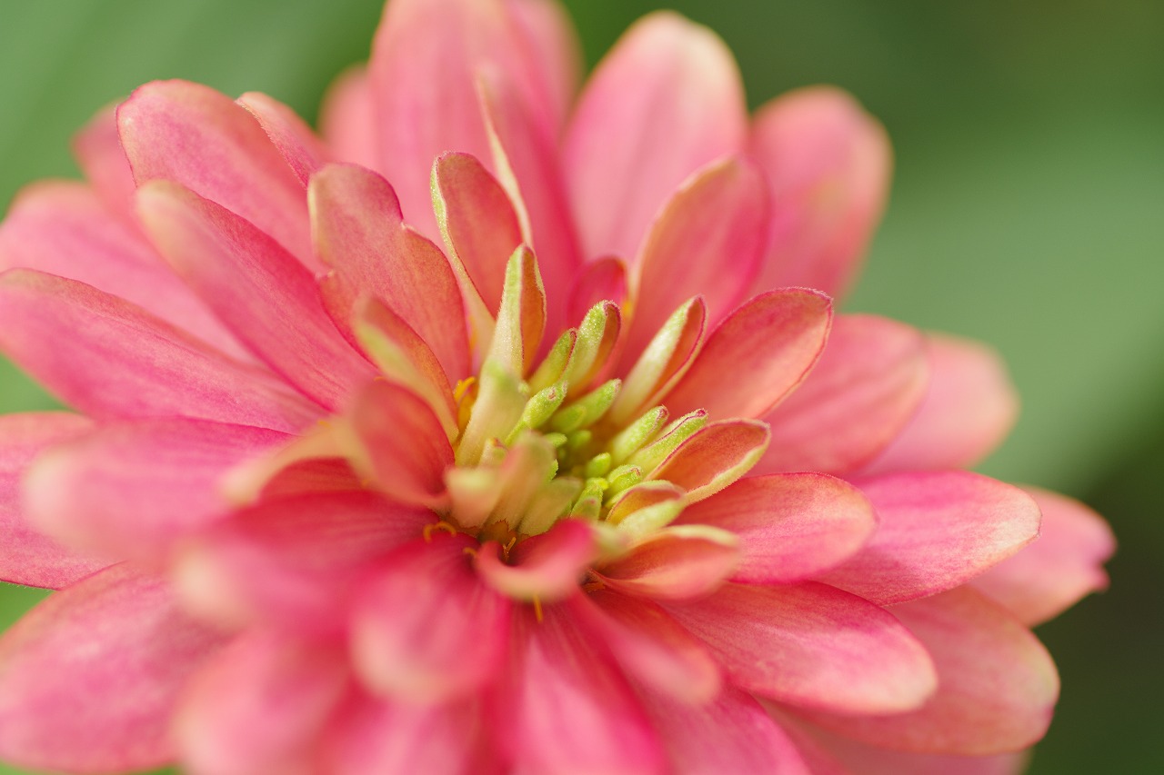 栃木県足利市のあしかがフラワーパークの花々