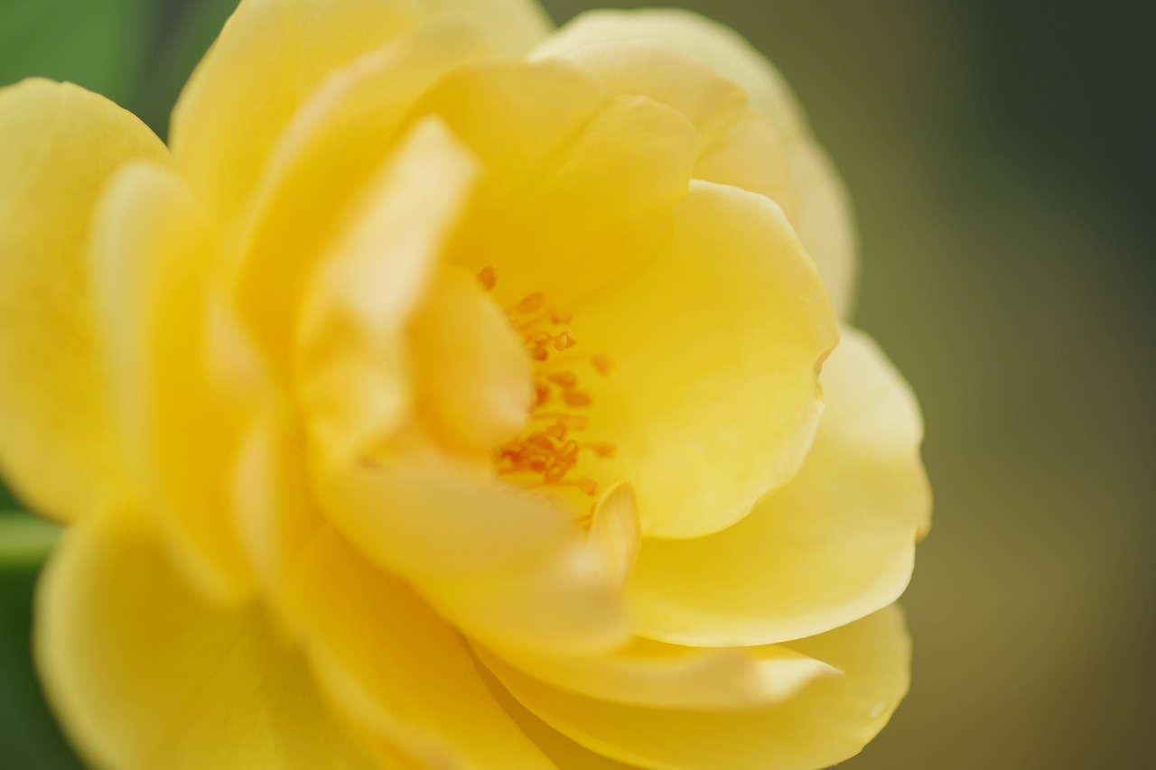 栃木県足利市のあしかがフラワーパークの花々