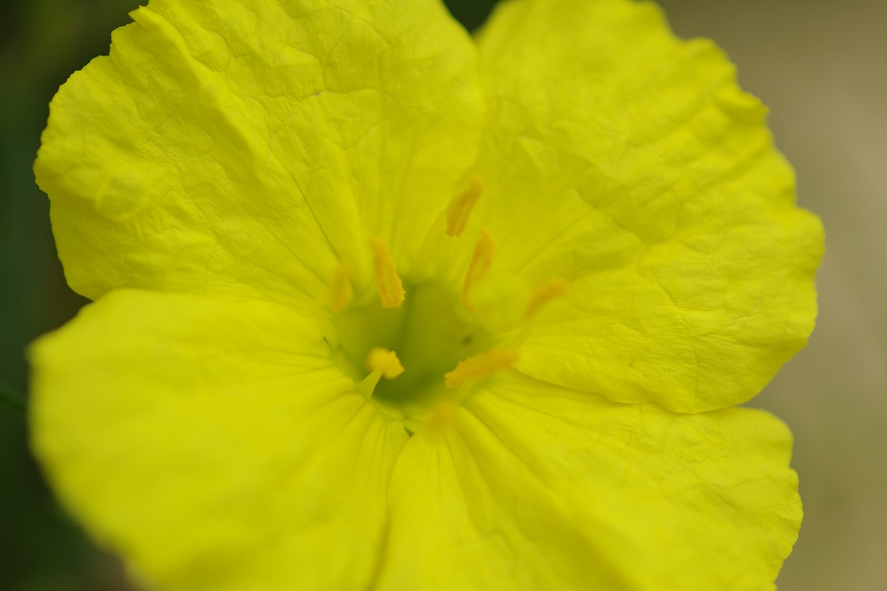 栃木県足利市のあしかがフラワーパークの花々