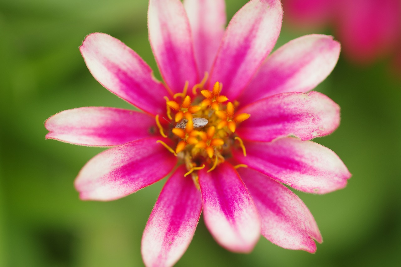 栃木県足利市のあしかがフラワーパークの花々
