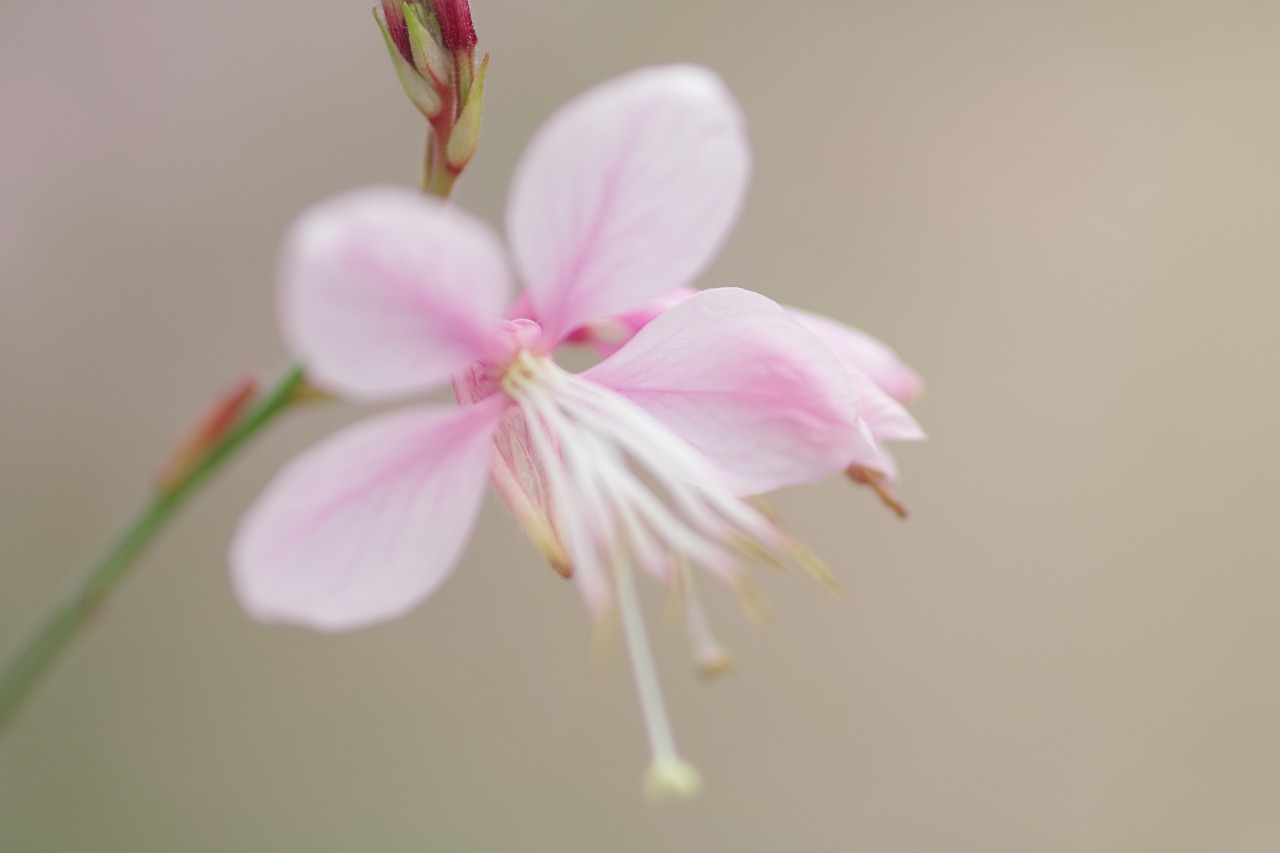 栃木県足利市のあしかがフラワーパークの花々