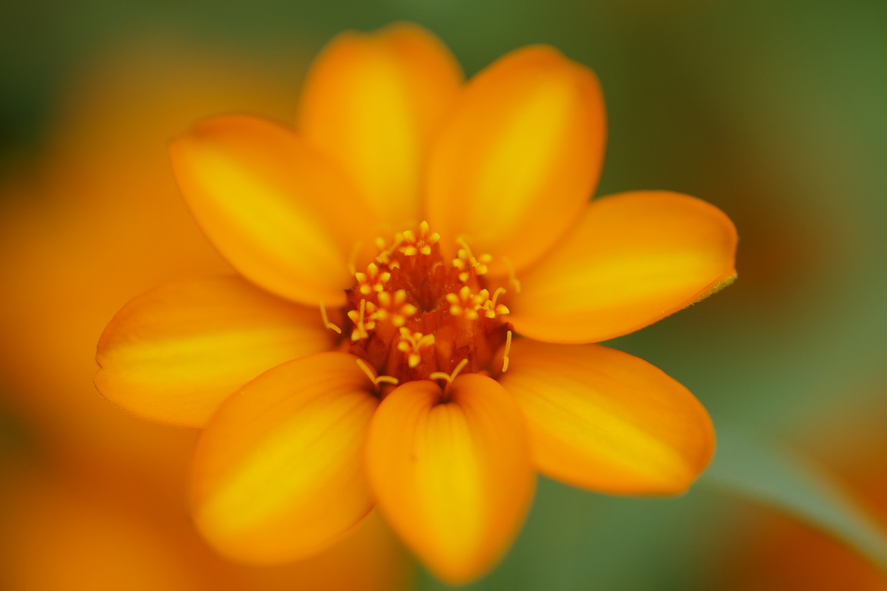 栃木県足利市のあしかがフラワーパークの花々