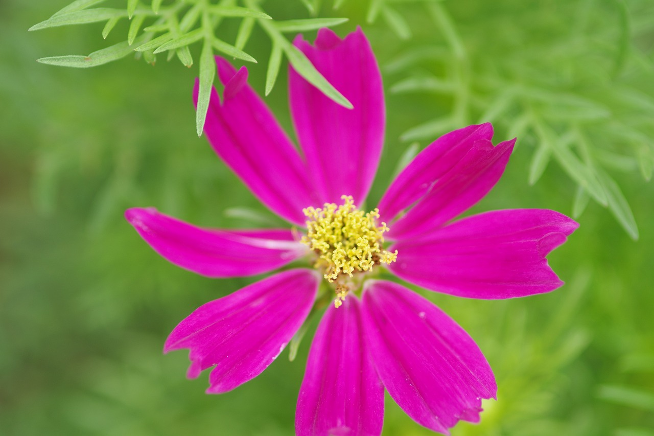 栃木県足利市のあしかがフラワーパークの花々