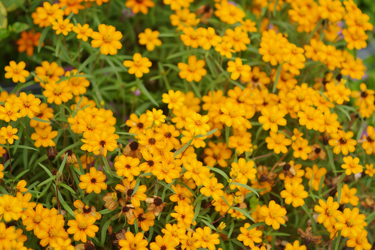 栃木県足利市のあしかがフラワーパークの花々