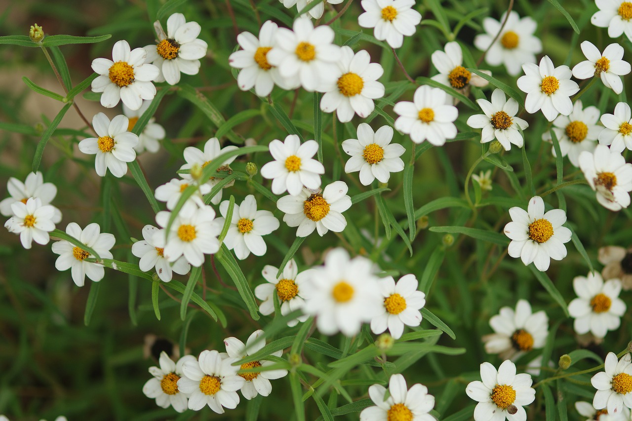 栃木県足利市のあしかがフラワーパークの花々