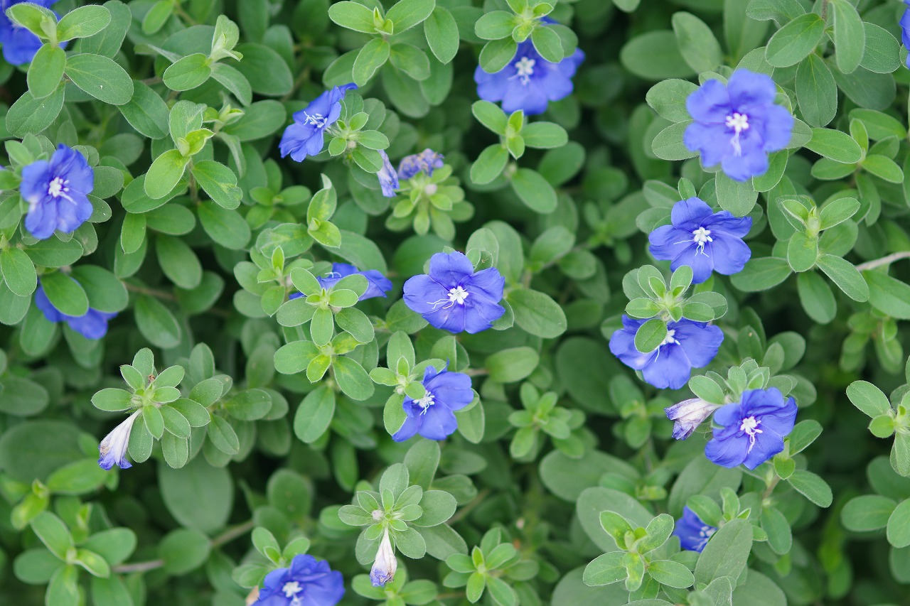 栃木県足利市のあしかがフラワーパークの花々