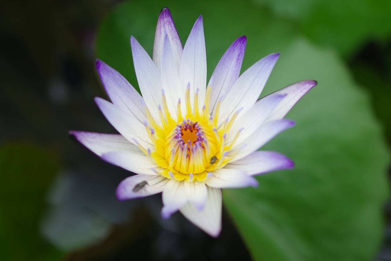 群馬県の赤城山の大沼