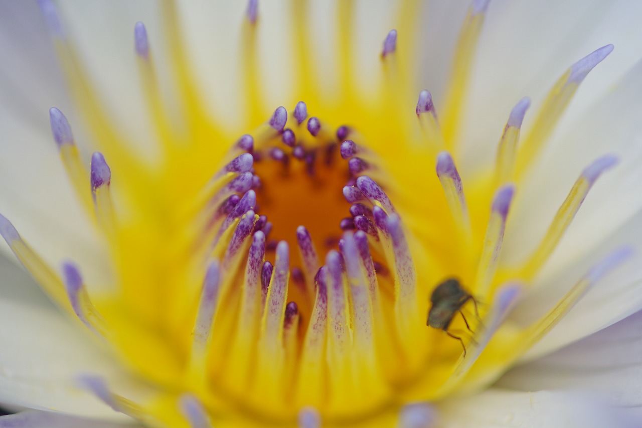 栃木県足利市のあしかがフラワーパークの花々
