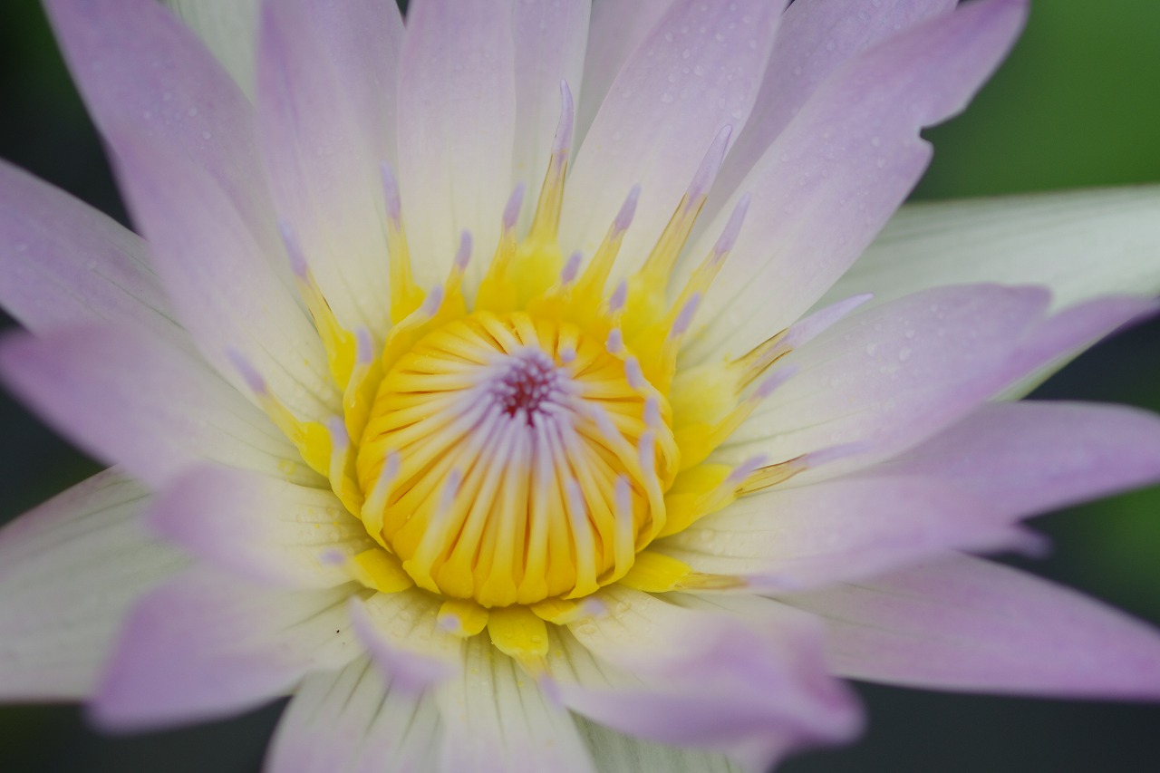 栃木県足利市のあしかがフラワーパークの花々