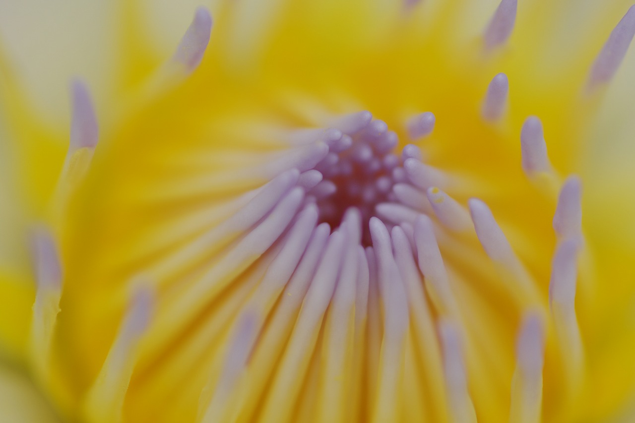 栃木県足利市のあしかがフラワーパークの花々