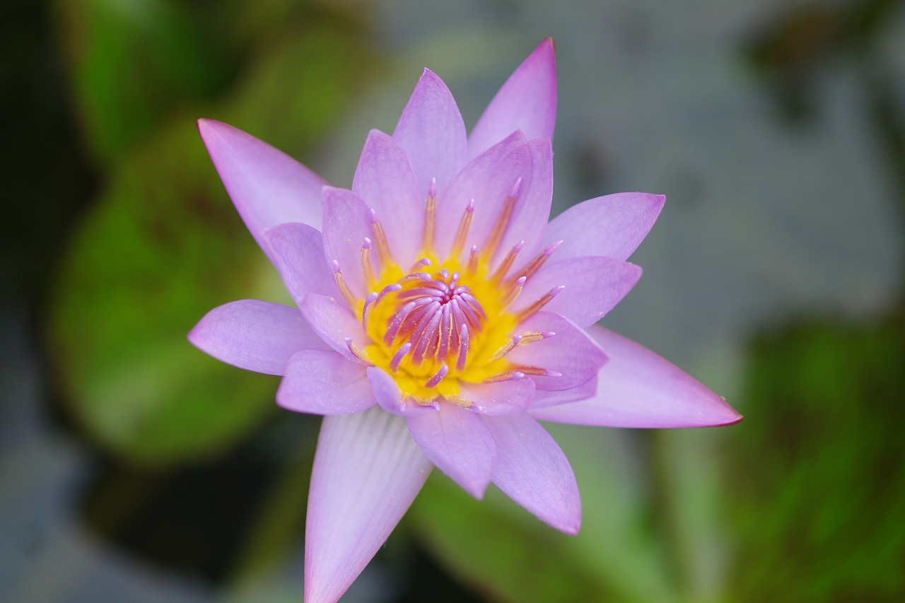 栃木県足利市のあしかがフラワーパークの花々
