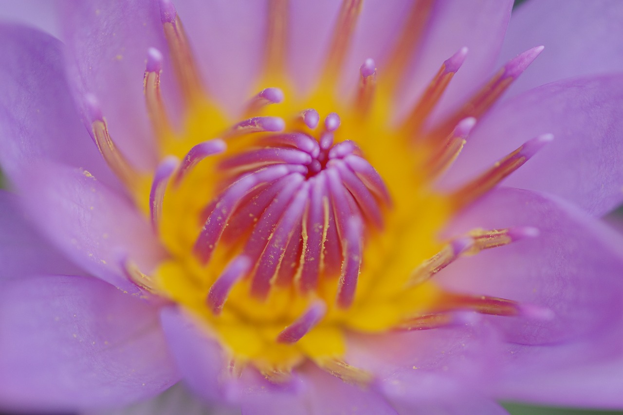 栃木県足利市のあしかがフラワーパークの花々