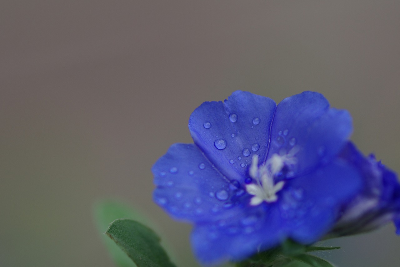栃木県足利市のあしかがフラワーパークの花々