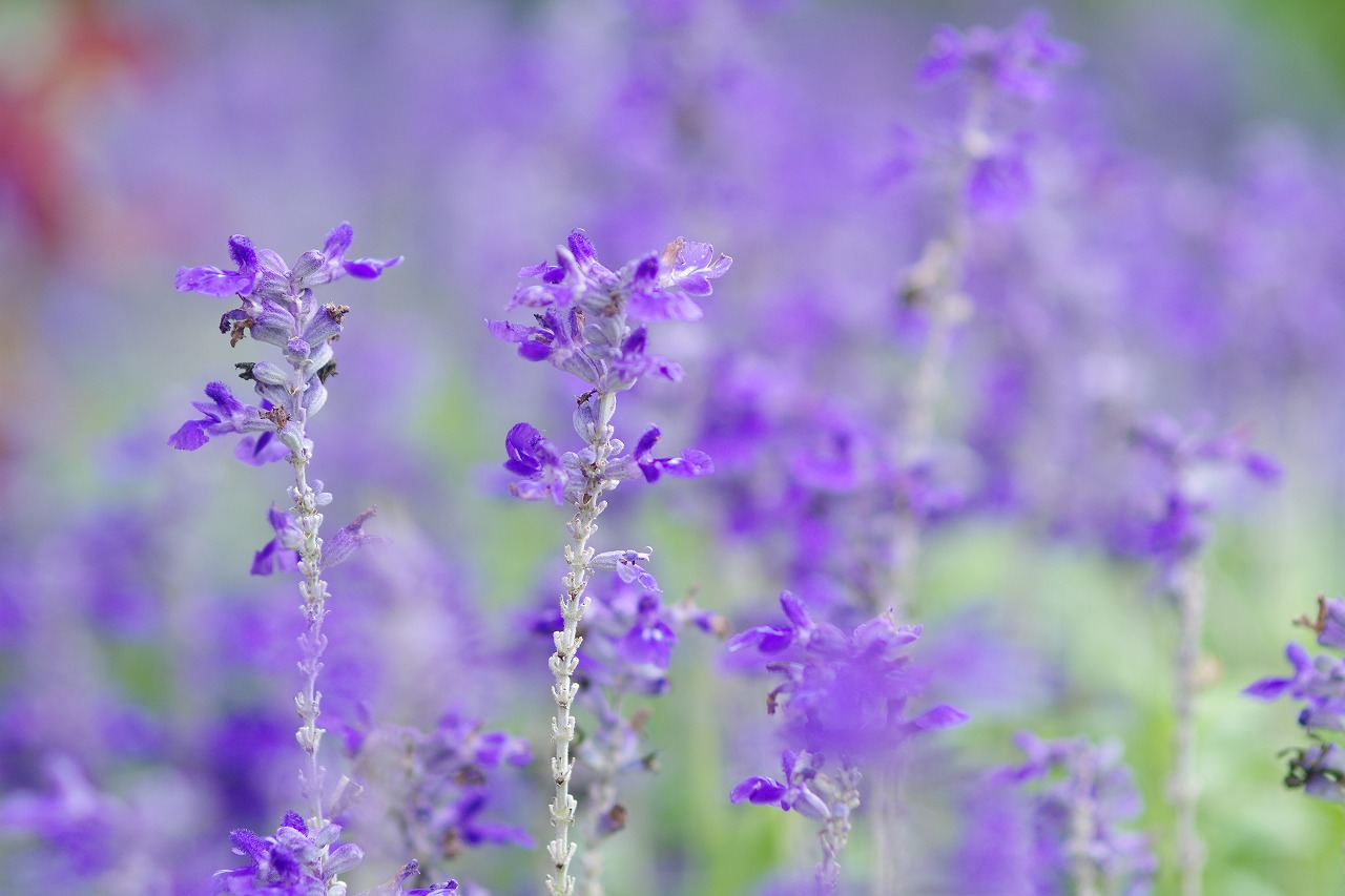 栃木県足利市のあしかがフラワーパークの花々
