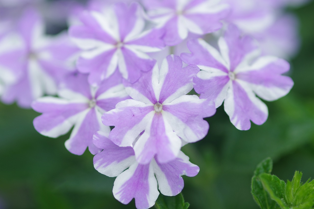 栃木県足利市のあしかがフラワーパークの花々