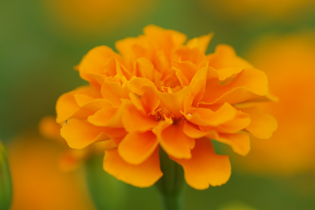 栃木県足利市のあしかがフラワーパークの花々