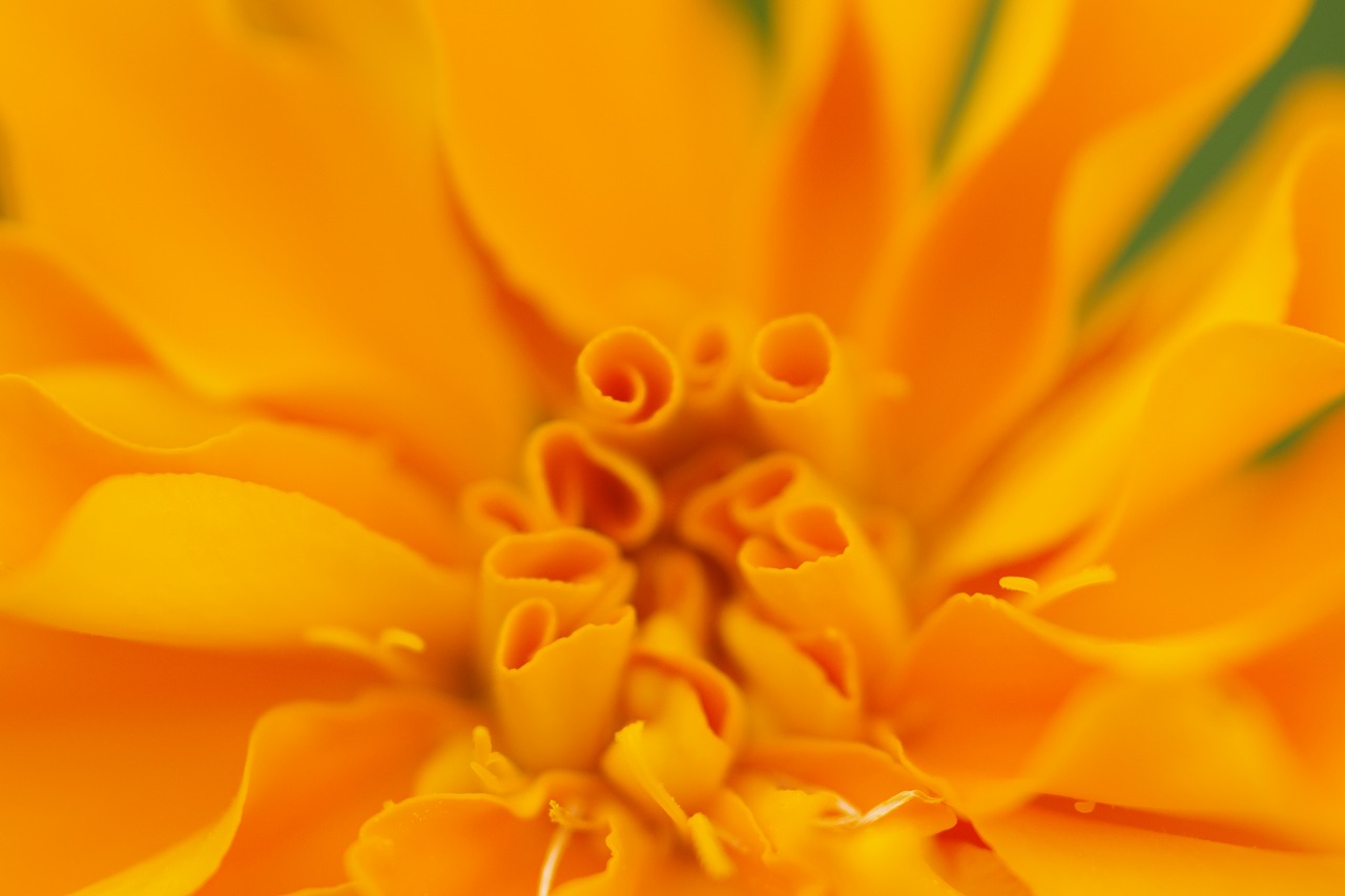 栃木県足利市のあしかがフラワーパークの花々