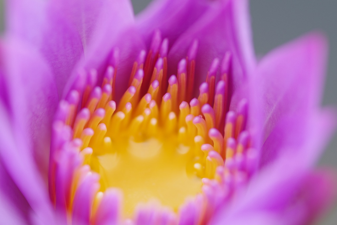 栃木県足利市のあしかがフラワーパークの花々