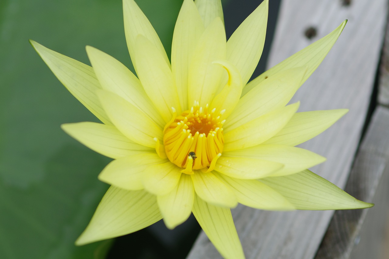 栃木県足利市のあしかがフラワーパークの花々