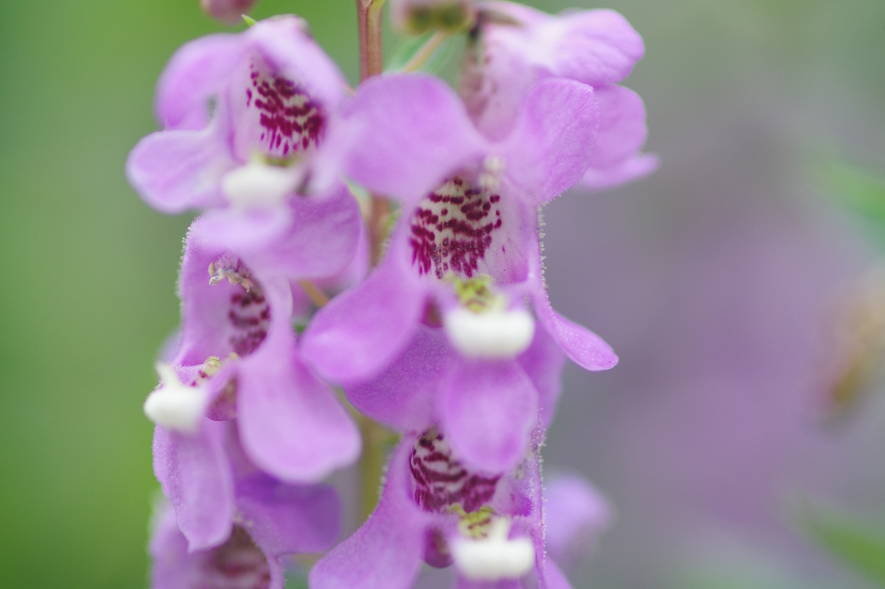栃木県足利市のあしかがフラワーパークの花々