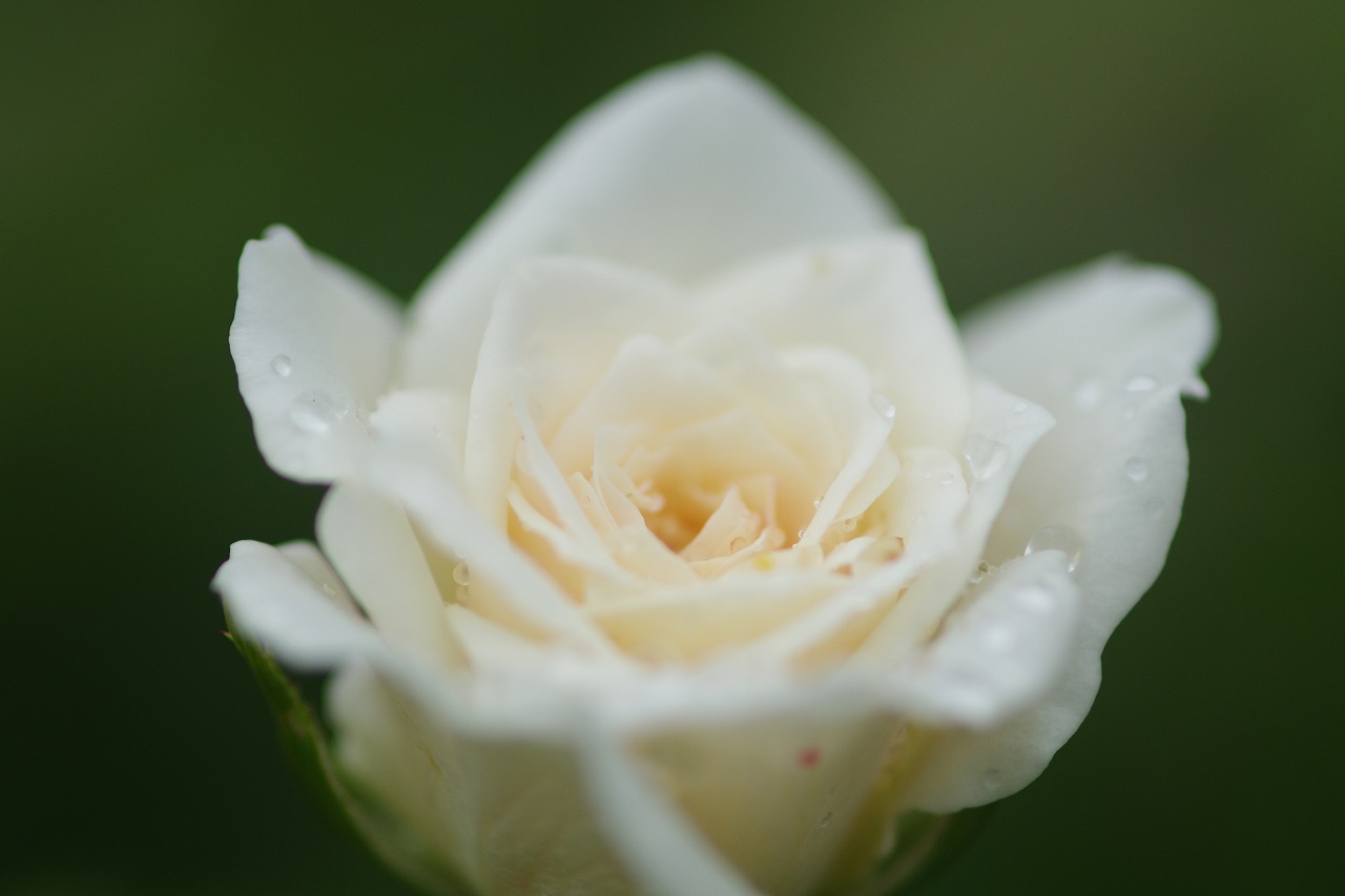 栃木県足利市のあしかがフラワーパークの花々