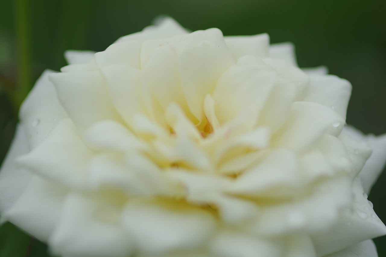 栃木県足利市のあしかがフラワーパークの花々