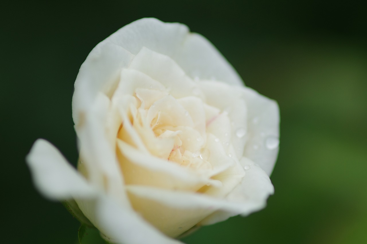 栃木県足利市のあしかがフラワーパークの花々
