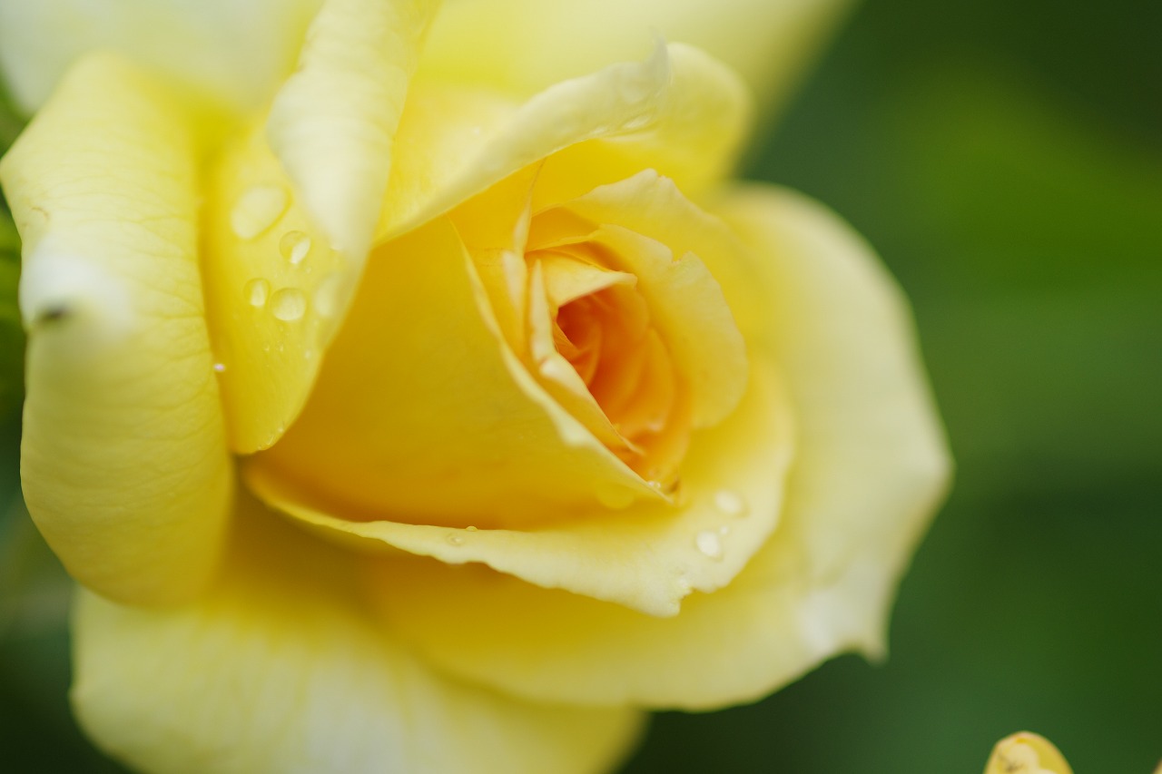 栃木県足利市のあしかがフラワーパークの花々