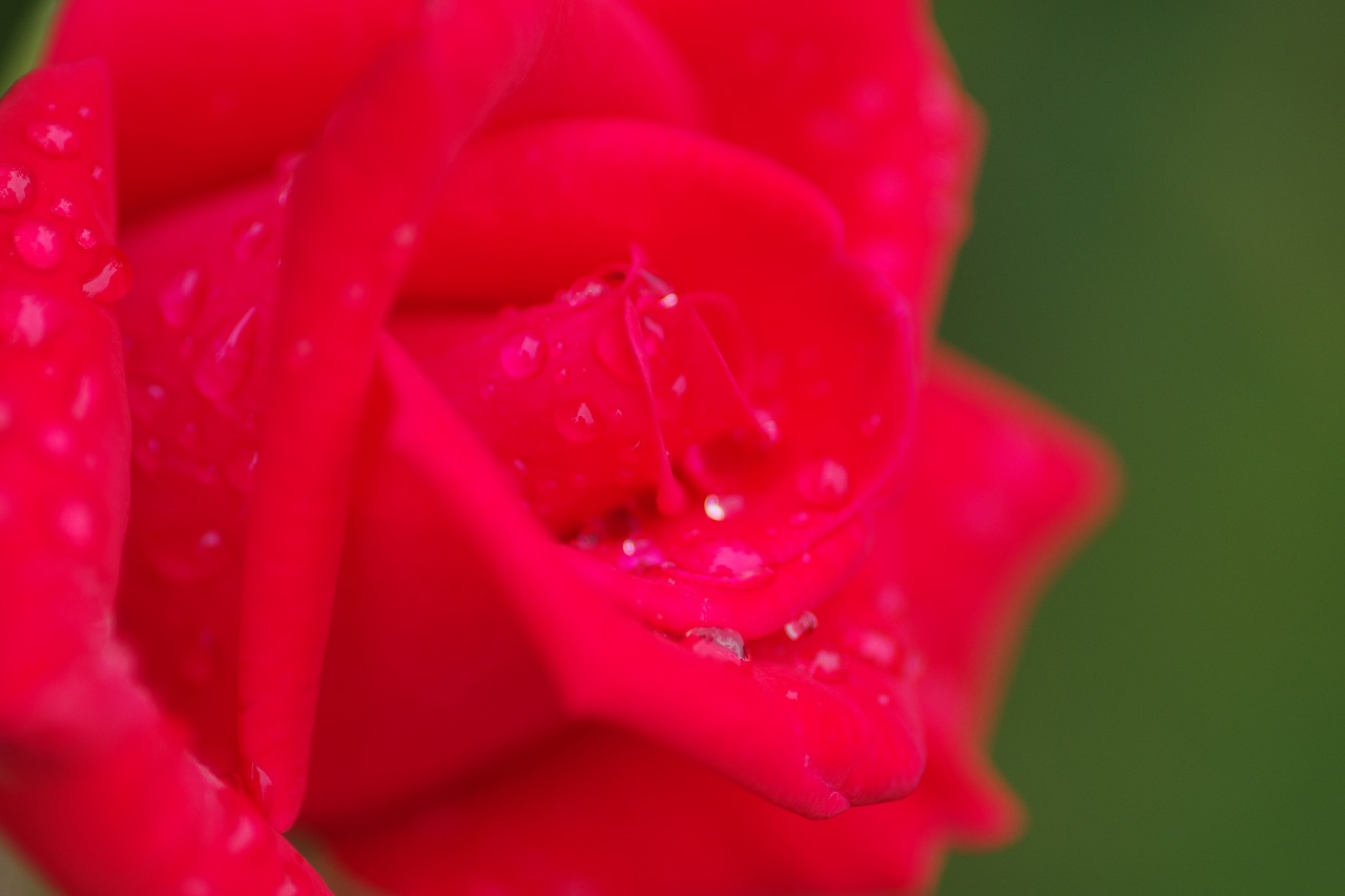 栃木県足利市のあしかがフラワーパークの花々