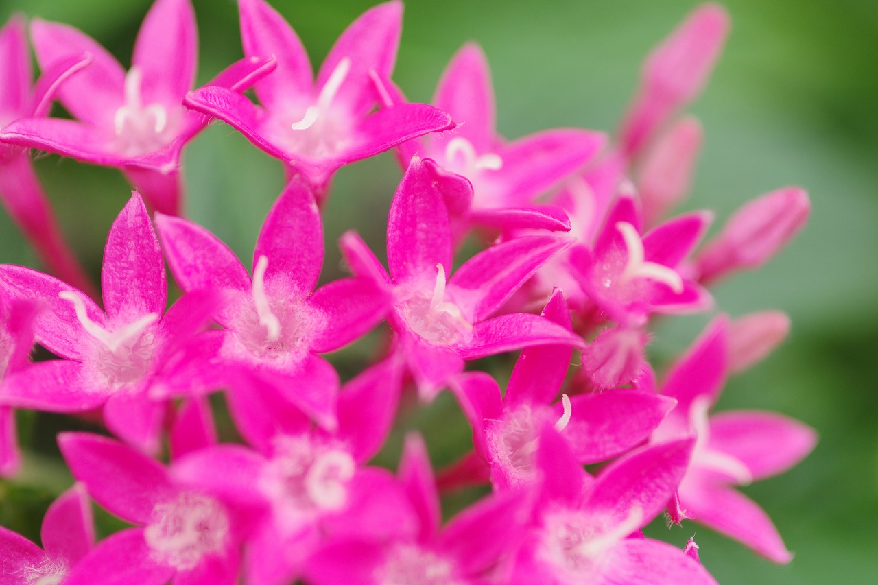 栃木県足利市のあしかがフラワーパークの花々
