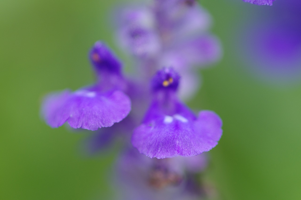 栃木県足利市のあしかがフラワーパークの花々