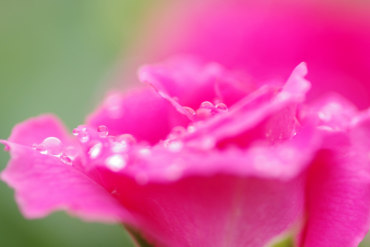 栃木県足利市のあしかがフラワーパークの花々