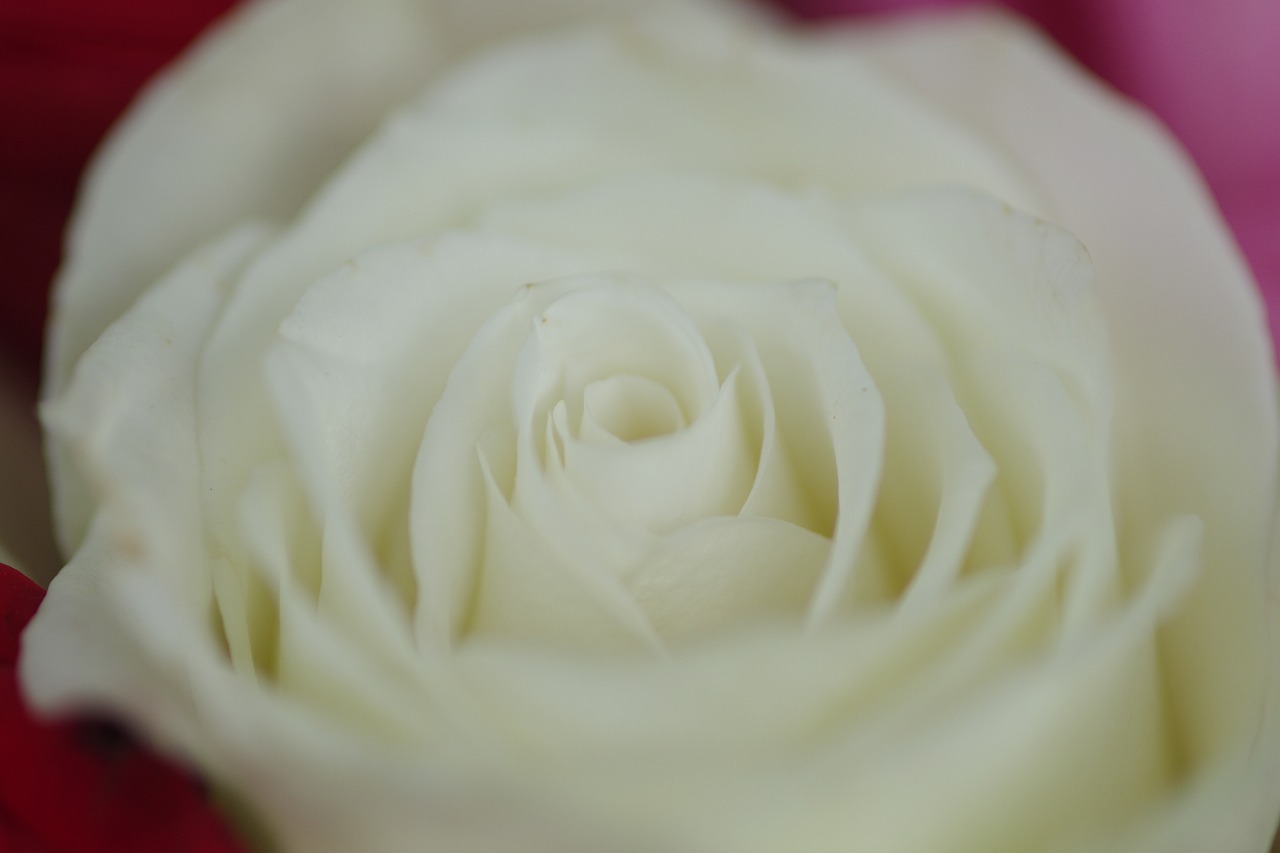 栃木県足利市のあしかがフラワーパークの花々