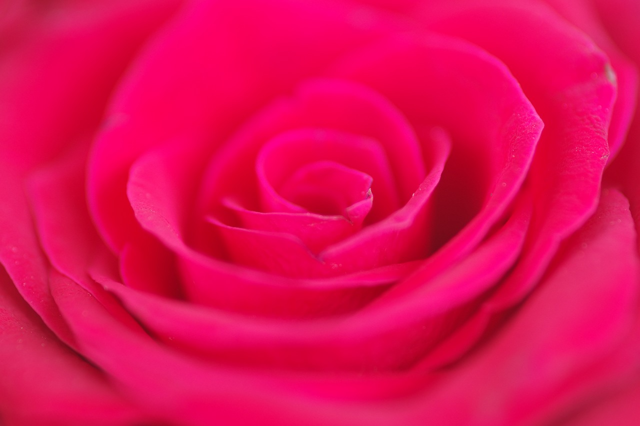 栃木県足利市のあしかがフラワーパークの花々